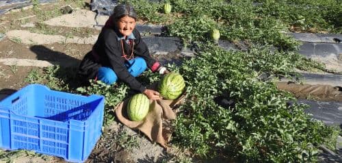 Sustainable Livelihood Development Programme