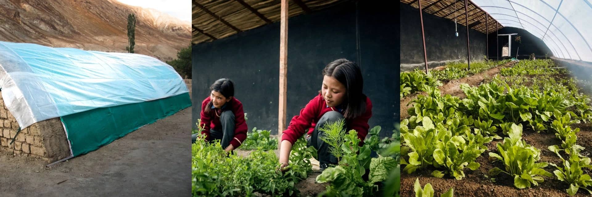 Greenhouse construction, student gardening, and fresh produce — LEHO's School Greenhouse Initiative.